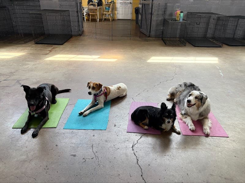 Noble Beast Dog Training photo 2