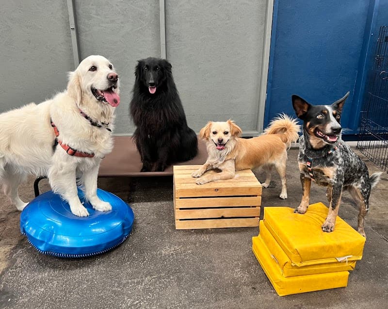 Noble Beast Dog Training photo 4