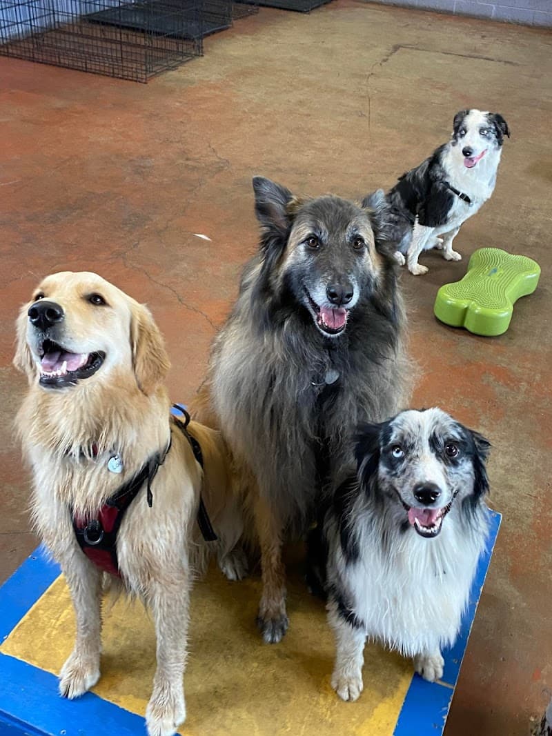 Noble Beast Dog Training photo 6