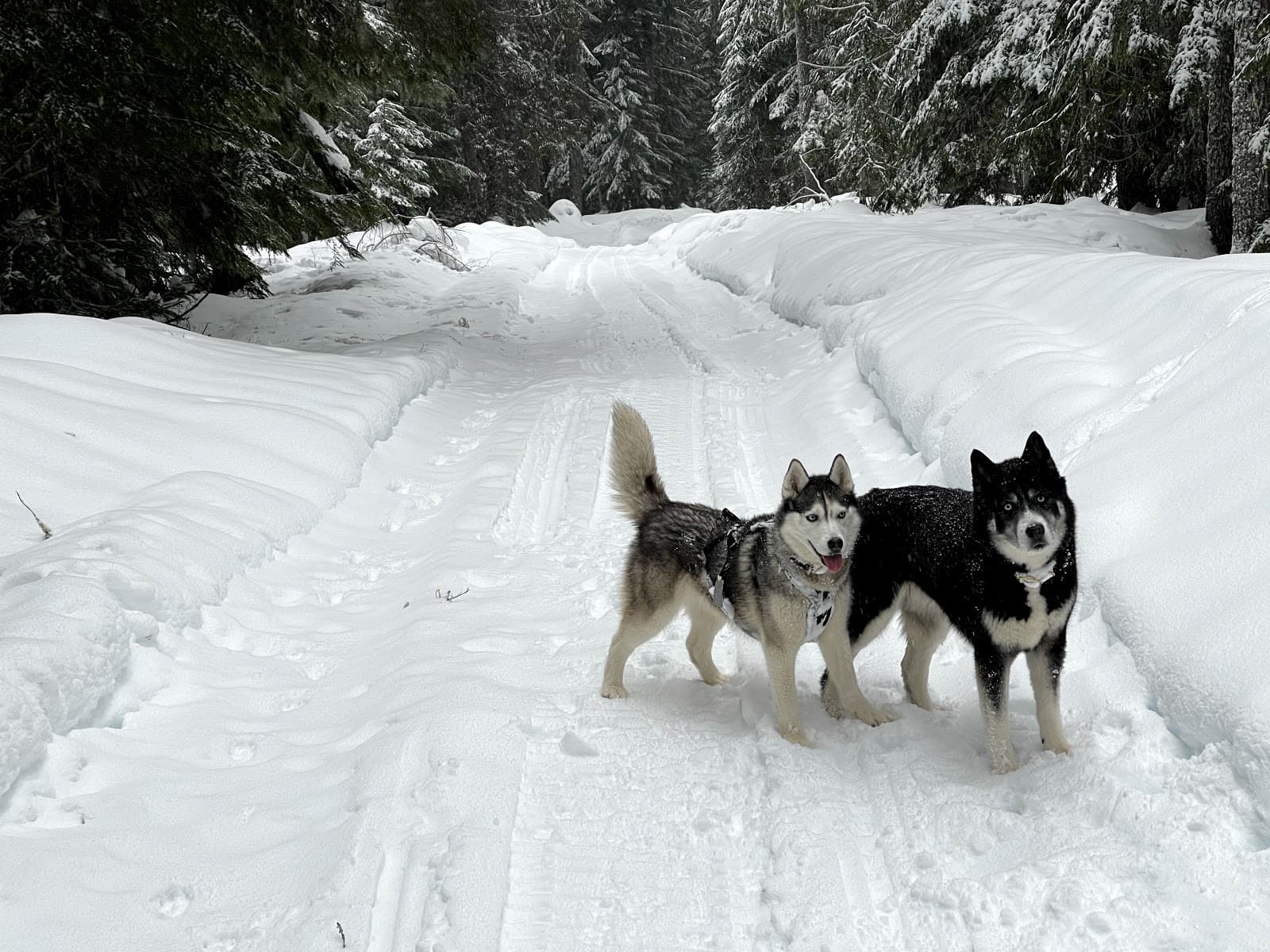 Noble Woof Dog Training PDX