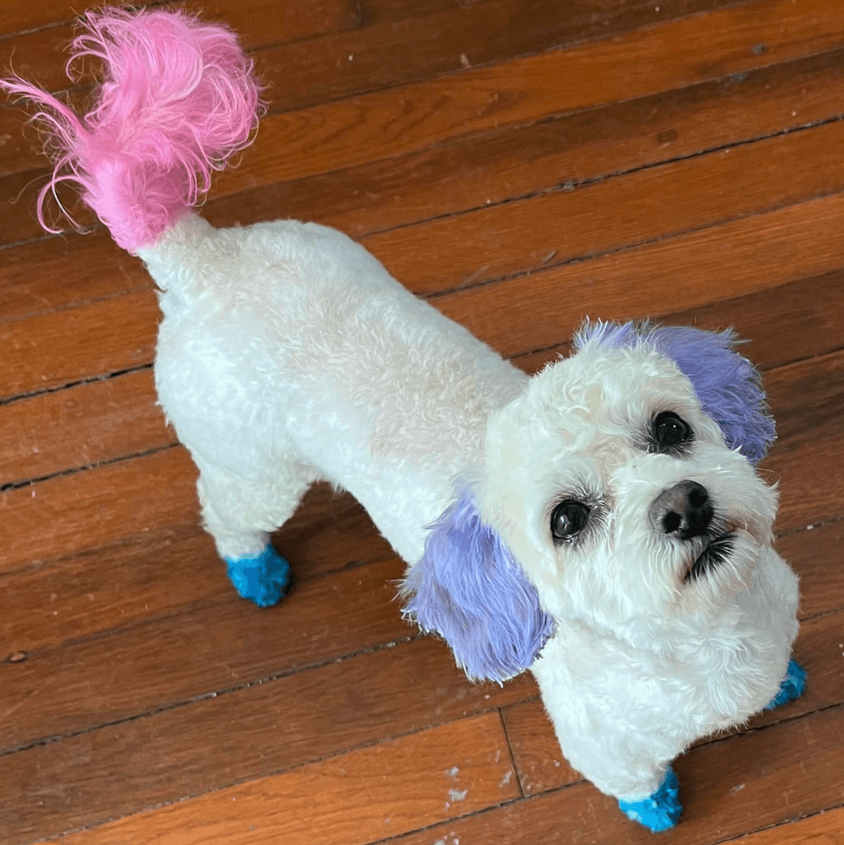 NOMA Pet Services & Takoma Mobile Grooming