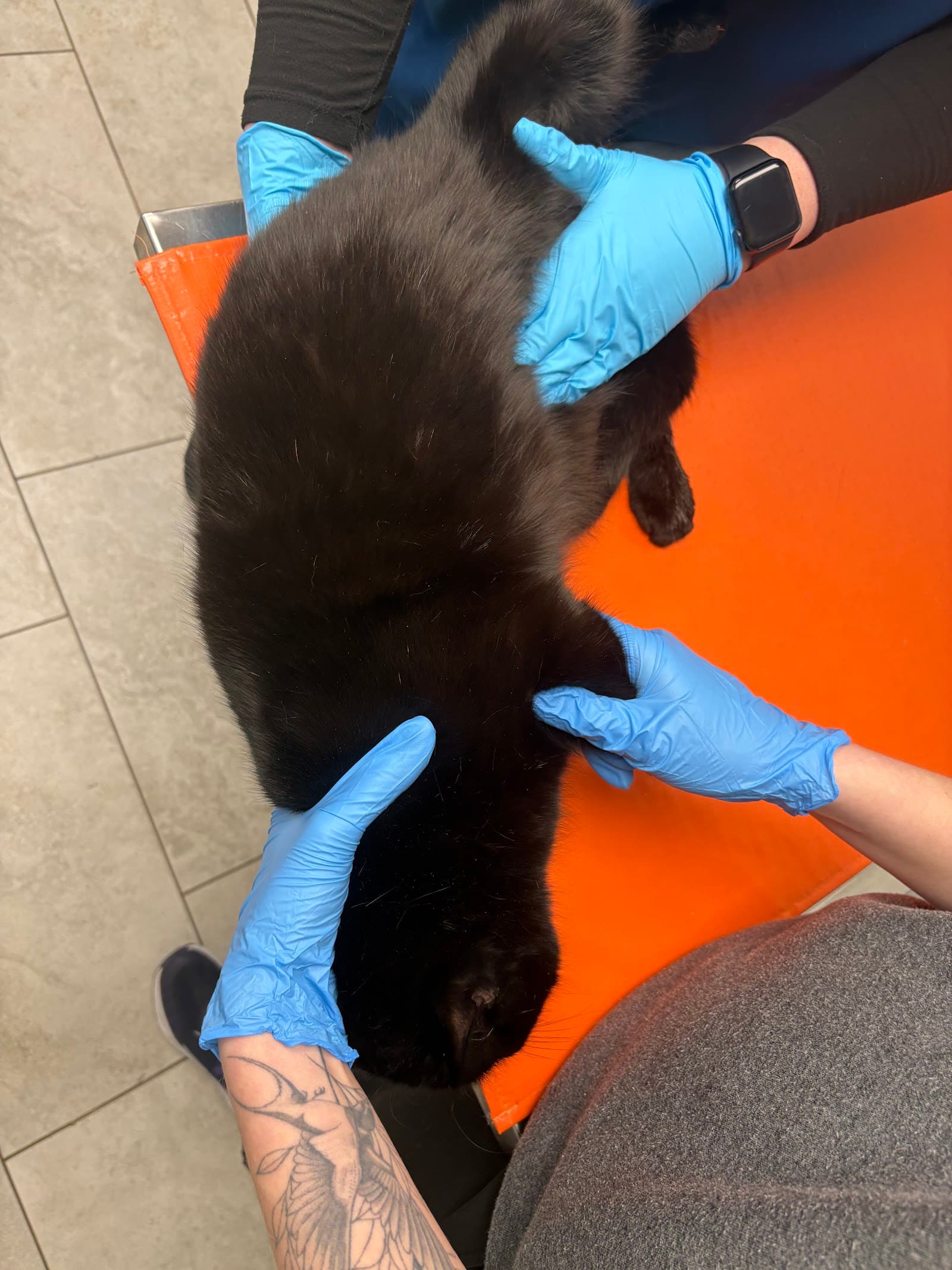 North Deering Veterinary Hospital