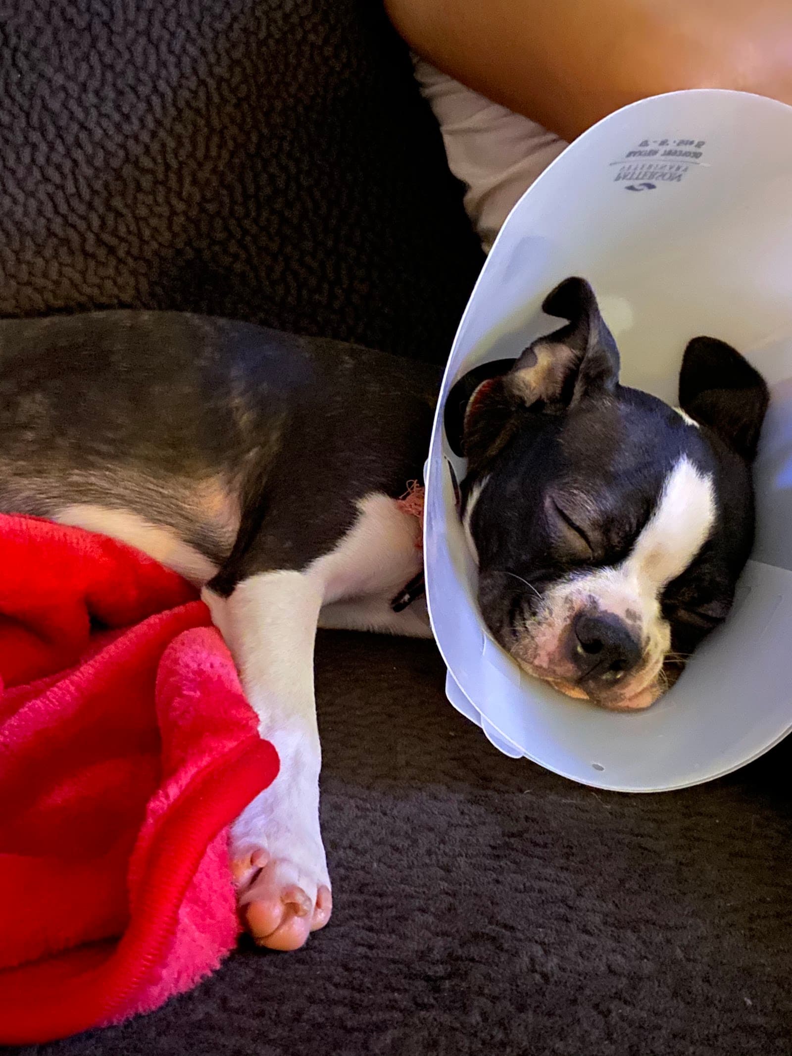 North Kenilworth Veterinary Care