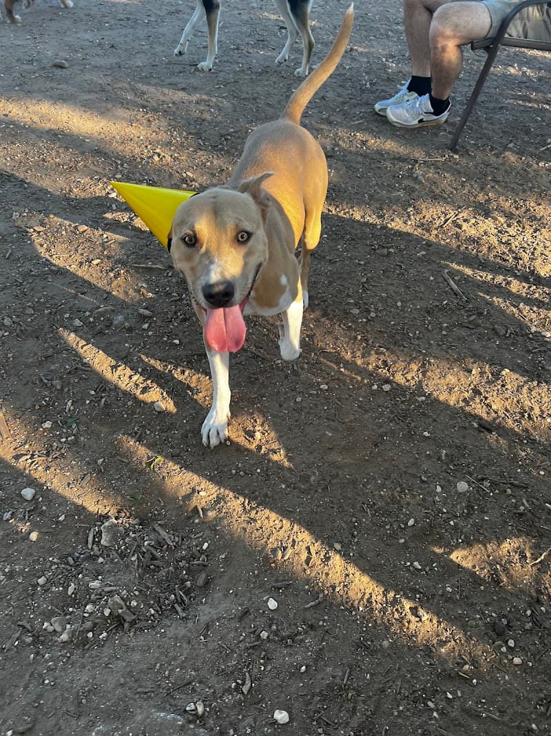 Norwood Estate Dog Park on E. Riverside photo 2