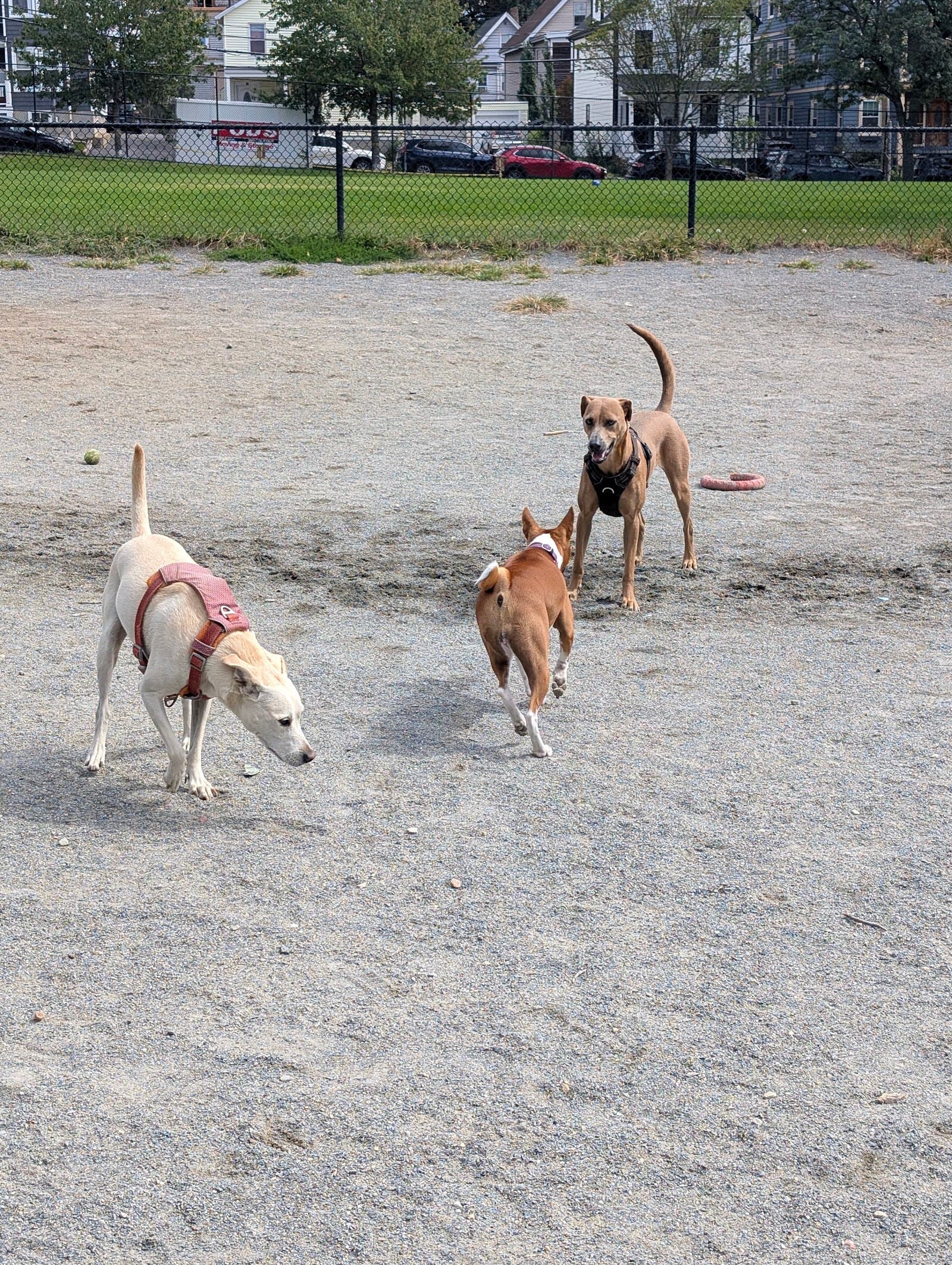 Nunziato Dog Park