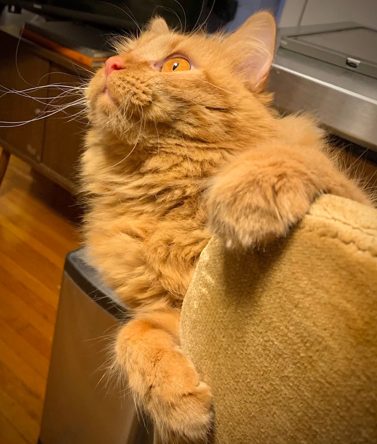 NYC PETCARE photo 2