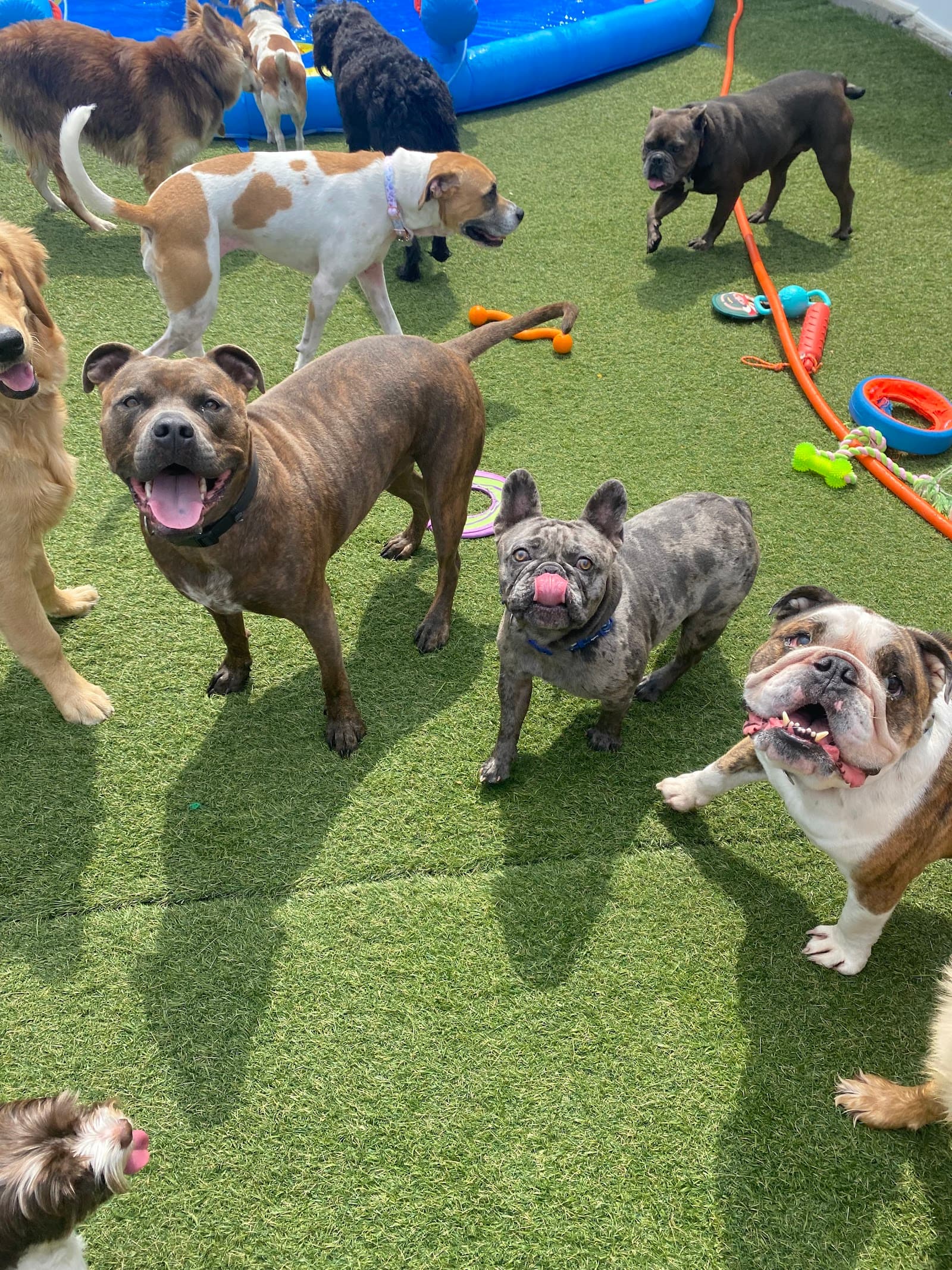 Oceanview Kennels