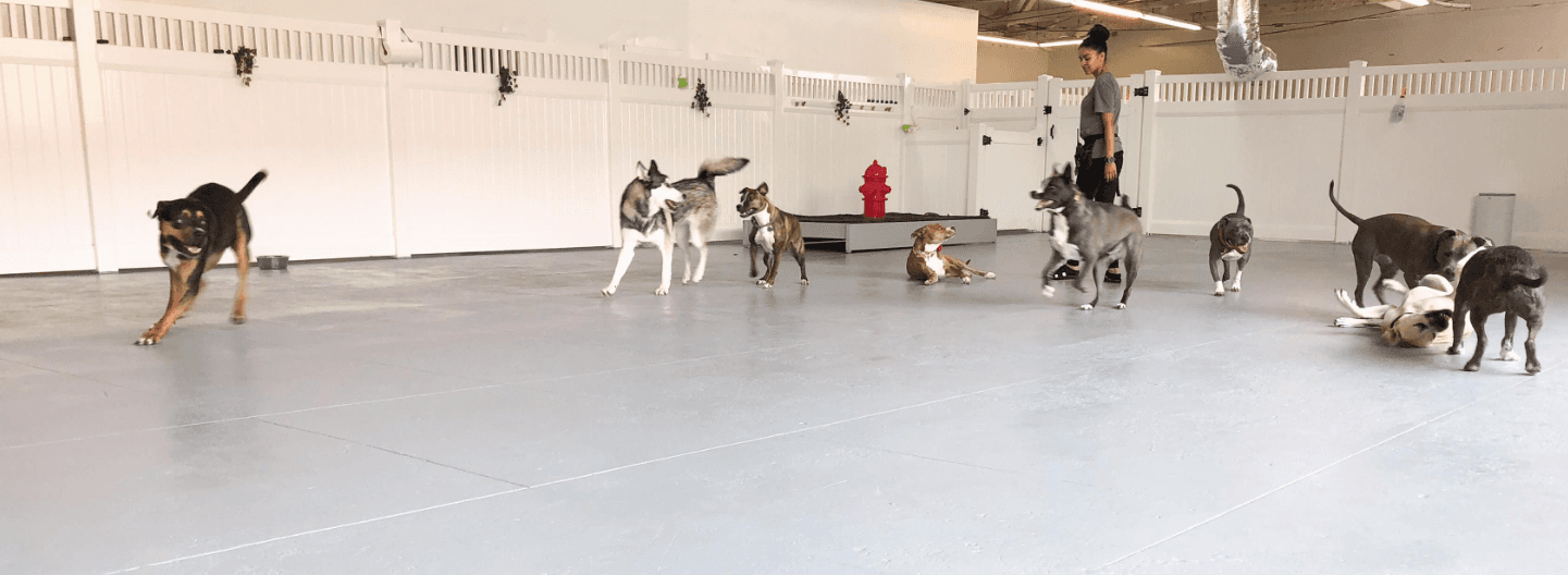 Oh Hello Dog: DTLA Dog Daycare & Boarding