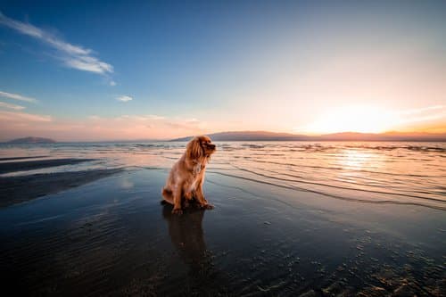 Only Cremations for Pets, Inc. photo 2