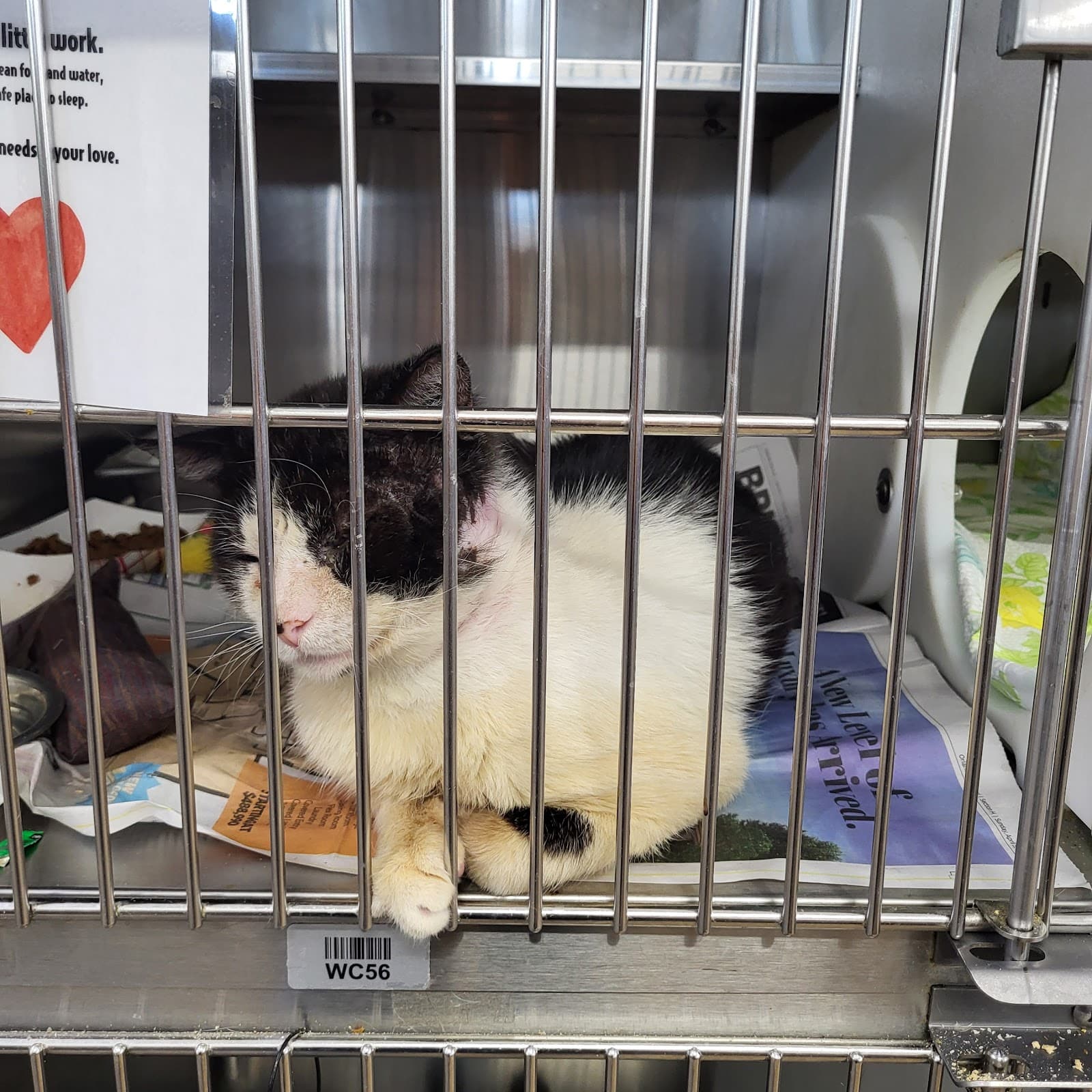 Orange County Animal Services