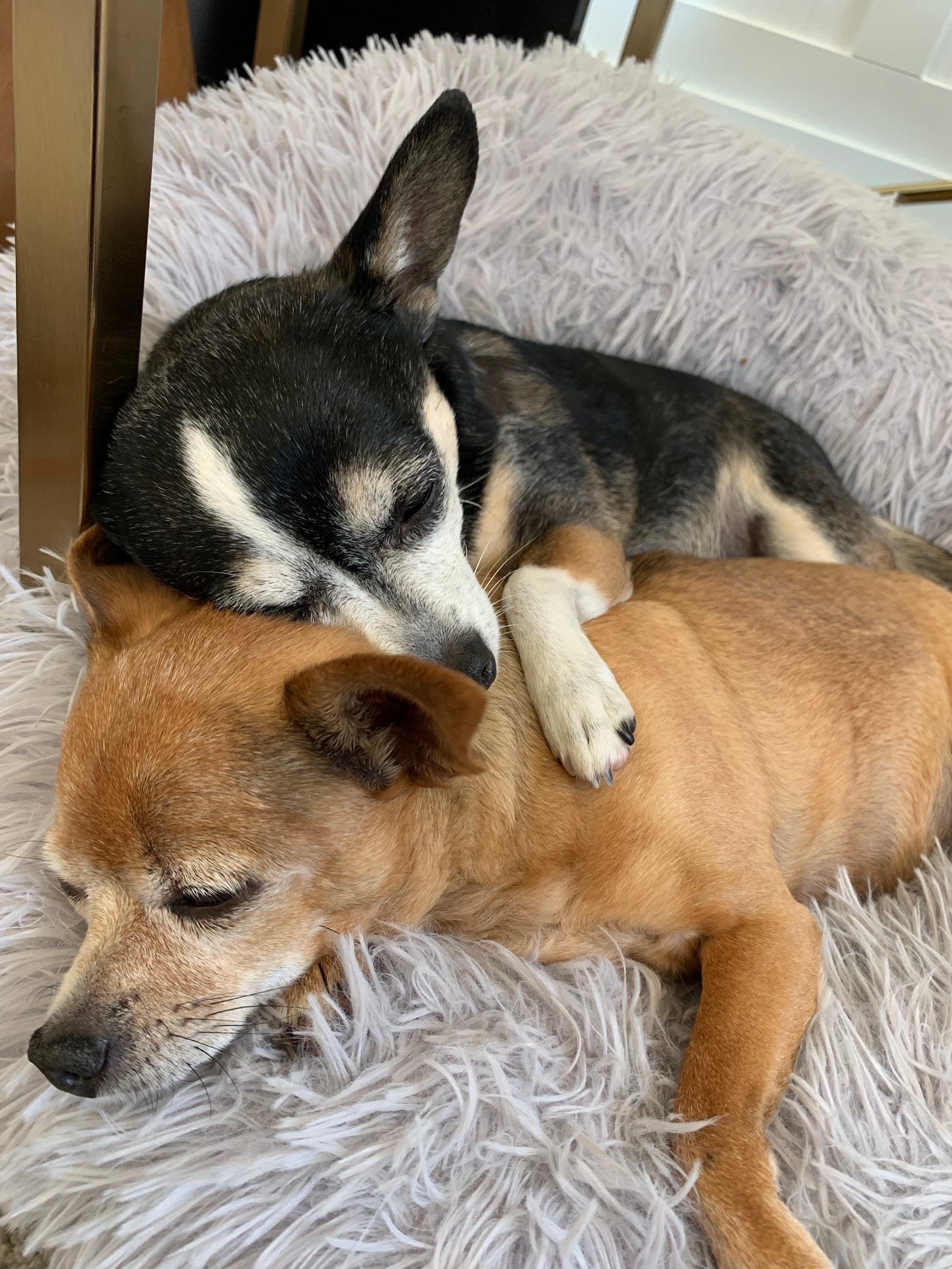 Oregon Friends of Shelter Animals