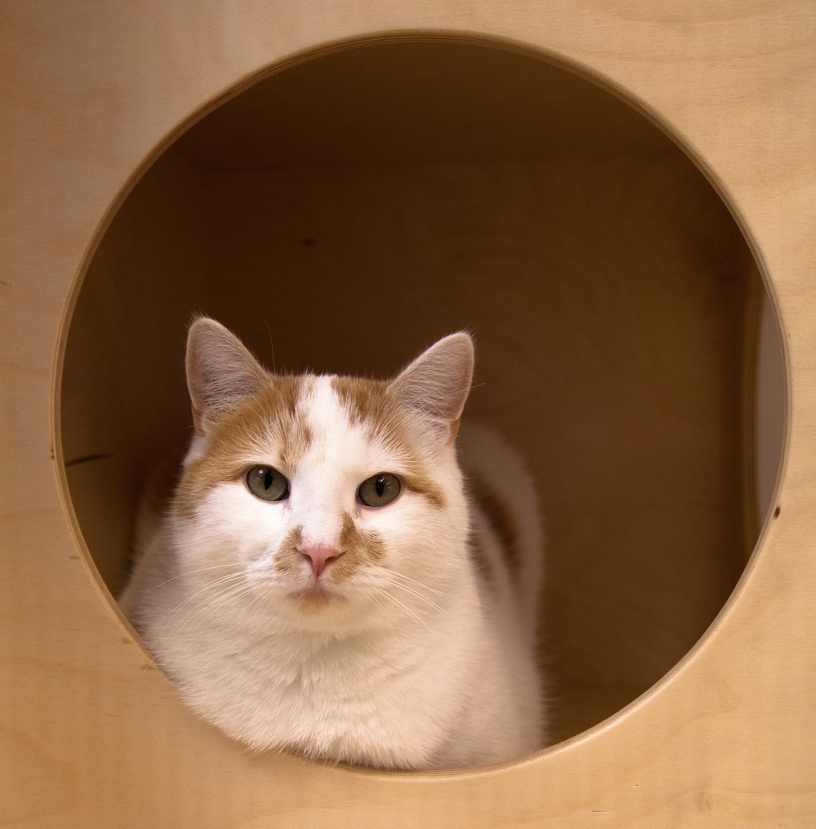 P.A.W.S. Animal Adoption Center