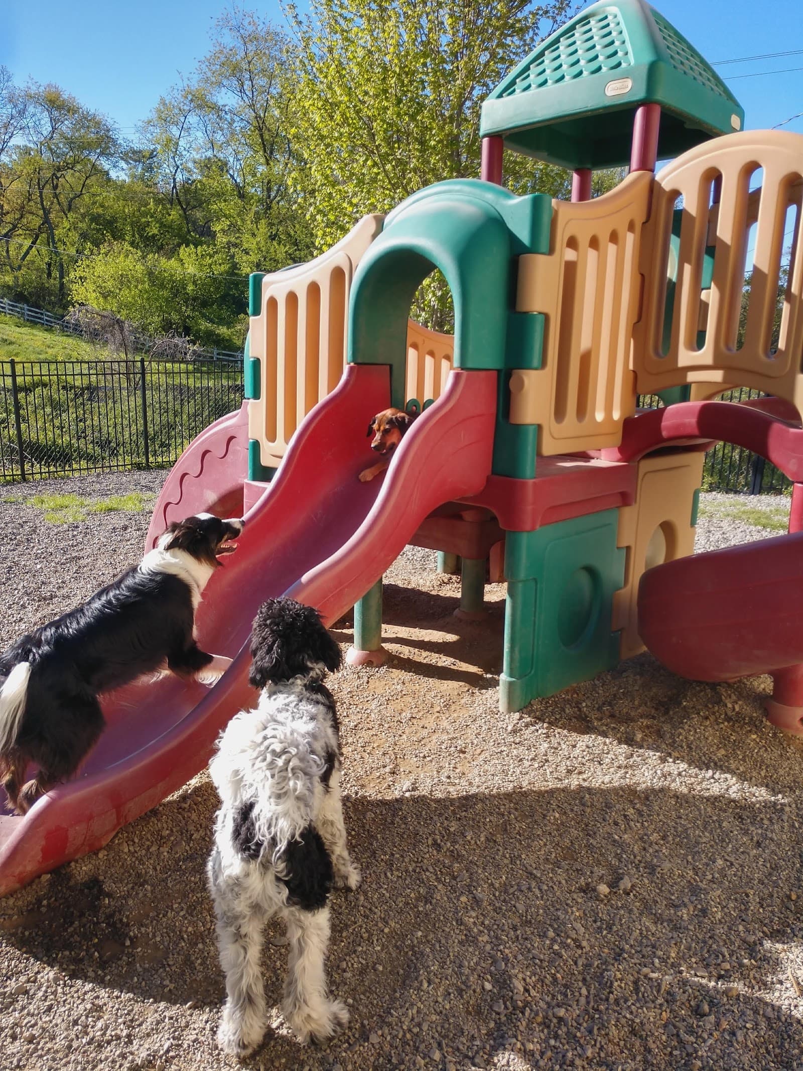 Pampered Pets Inn & Spa