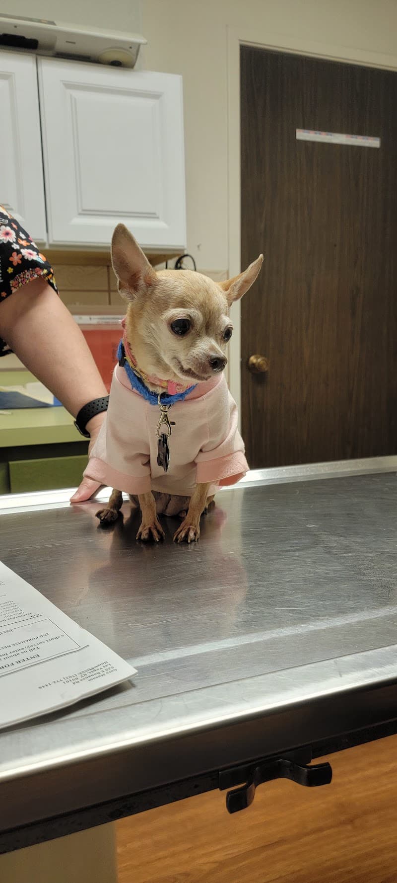 Pampered Pets Las Vegas photo 2