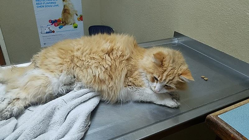 Park Animal Hospital photo 3