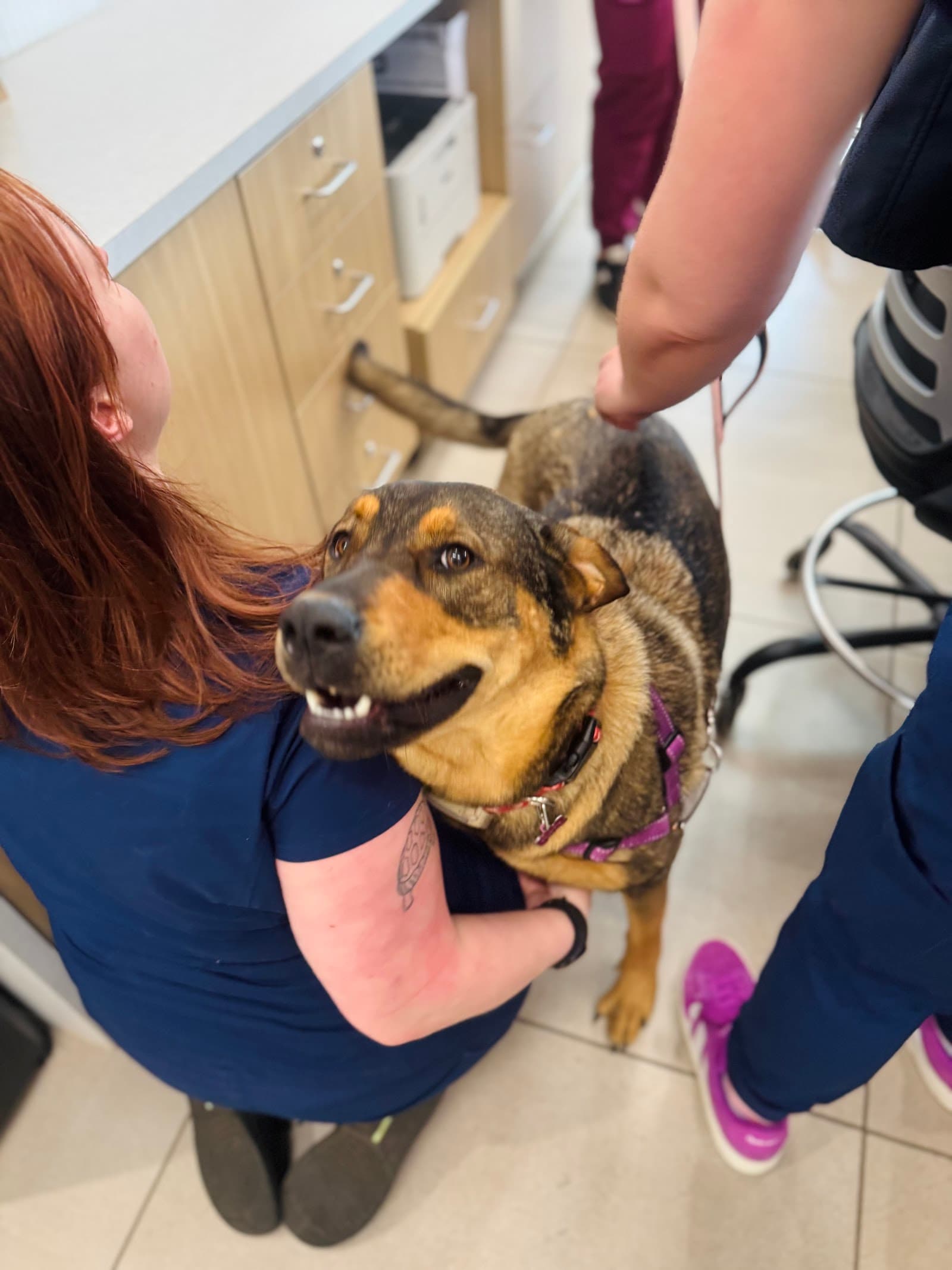 Partners Animal Hospital Asheville