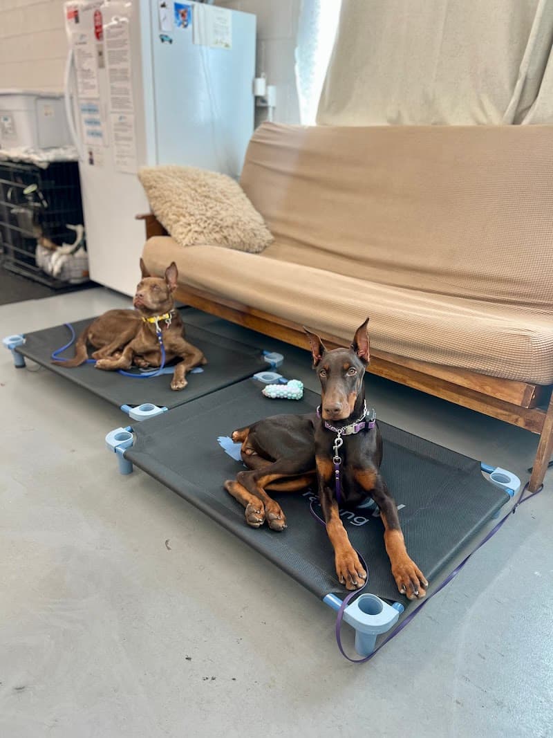 Pavlov Dog Training - Denver photo 4