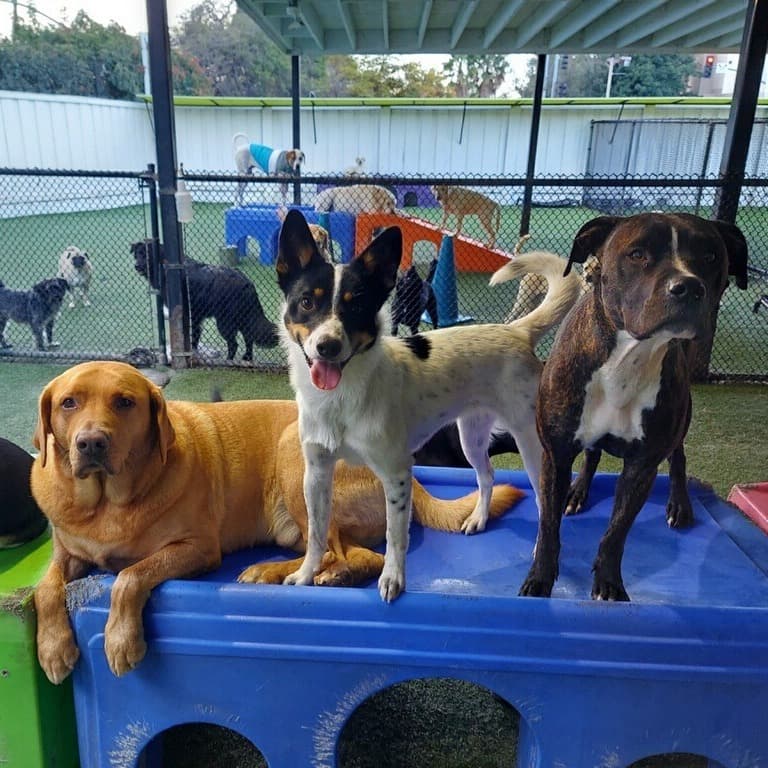 Paw Commons Pet Resort & Training Center - Hillcrest photo 3