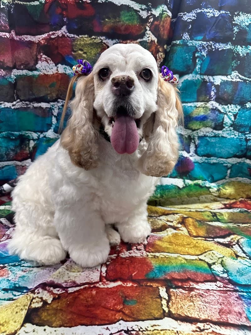 Paw-lished Pets Salon photo 2