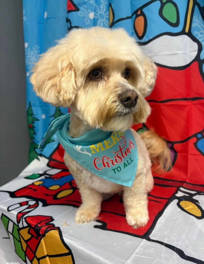 Paw-lished Pets Salon photo 3