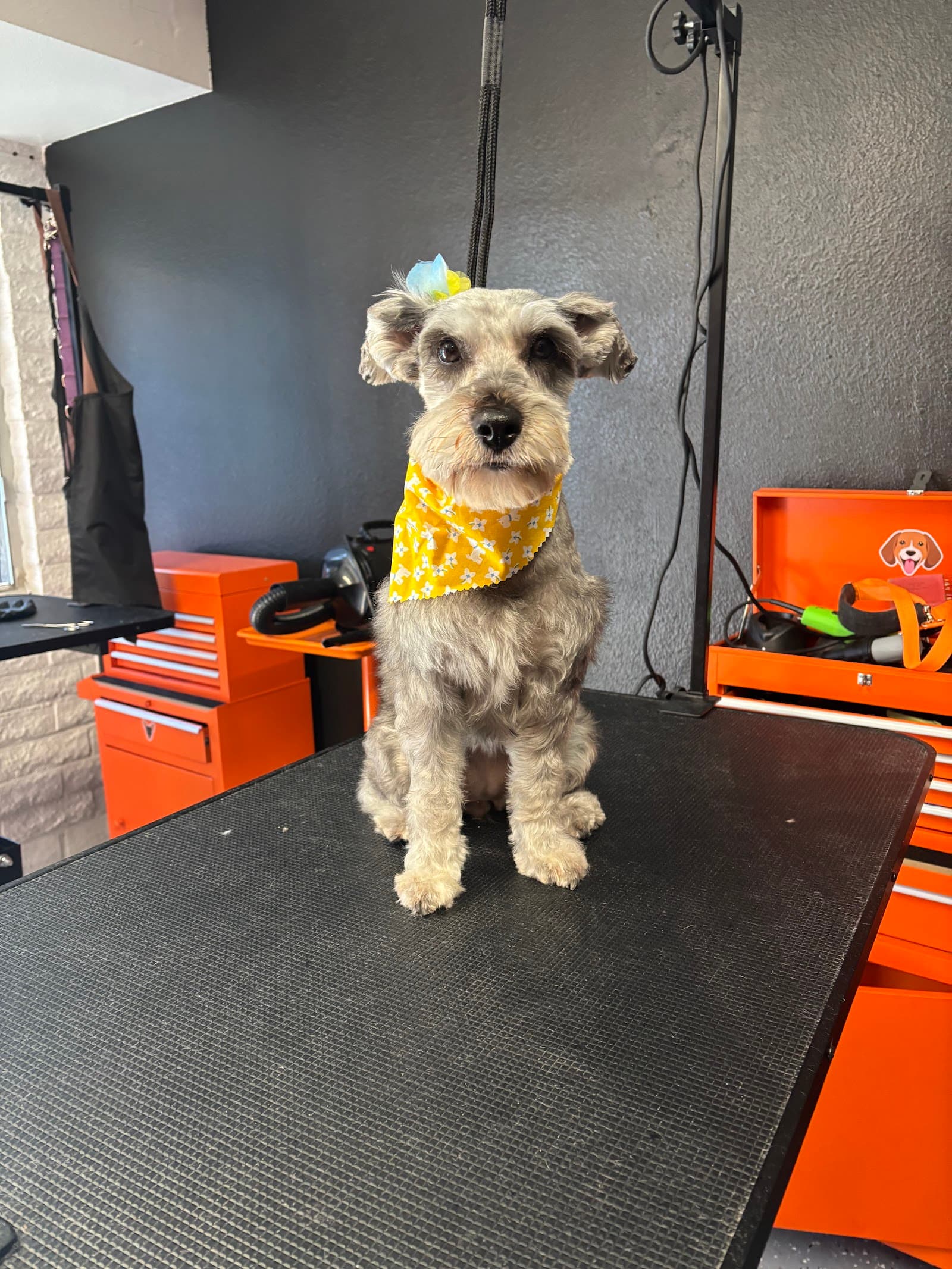 Pawdre Grooming