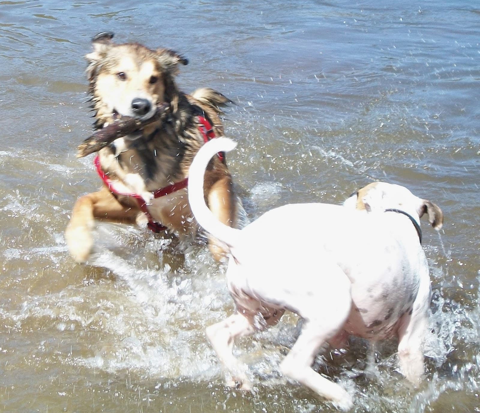 Pawfect Pet Lovers Care, LLC
