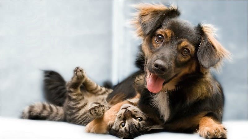 PAWlish Pet Salon & Mobile Grooming