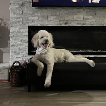 PAWlish Pet Salon & Mobile Grooming photo 3