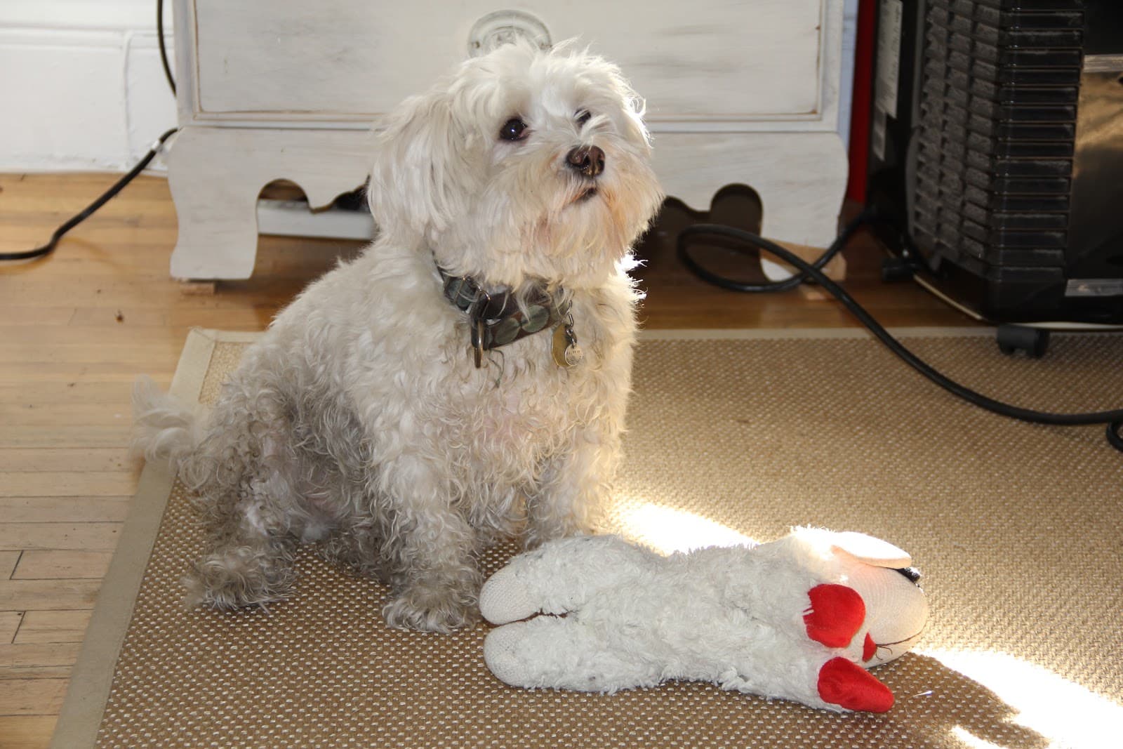 Pawmos Dog Training