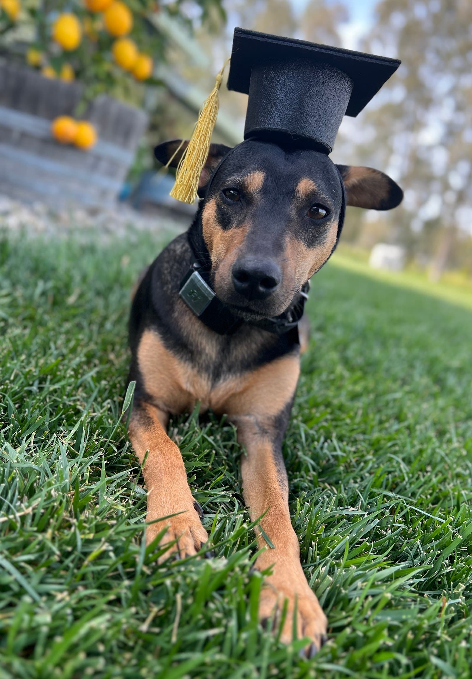 Paws in Motion Dog Training & Boarding, LLC