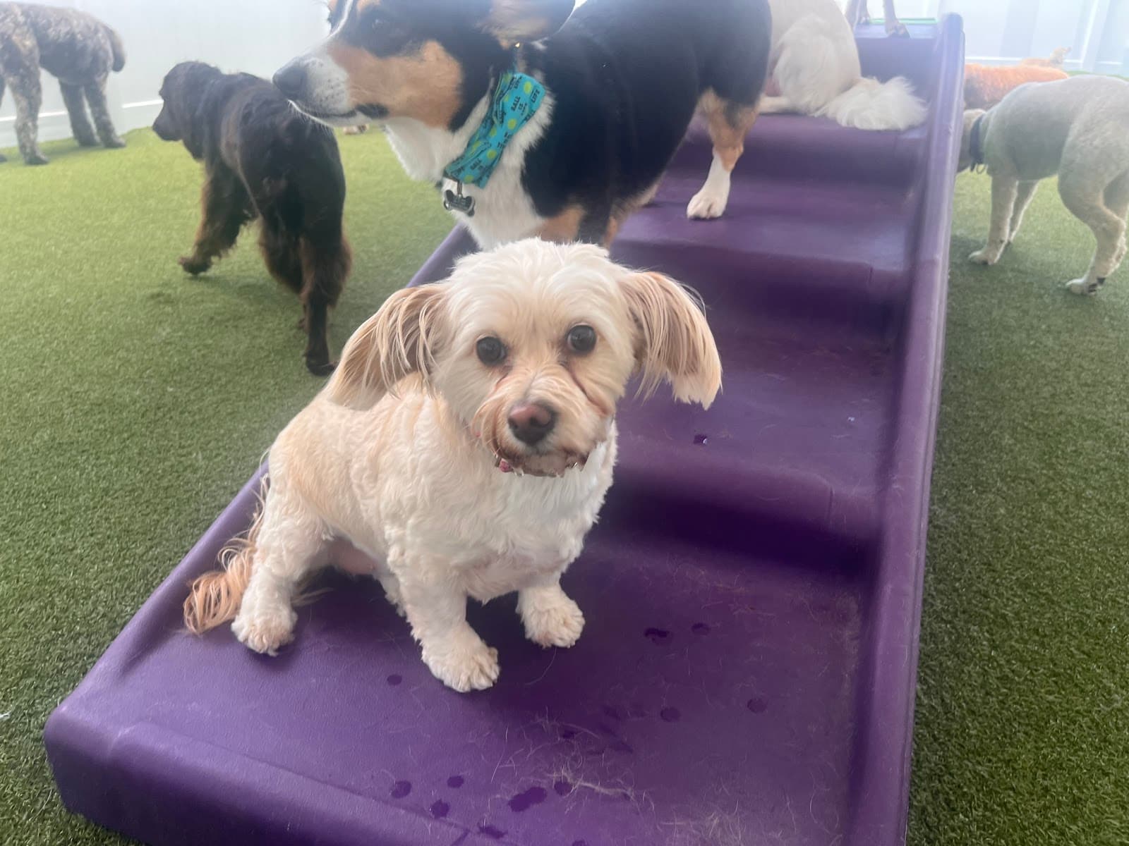 Paws 'n' Rec - Grace
