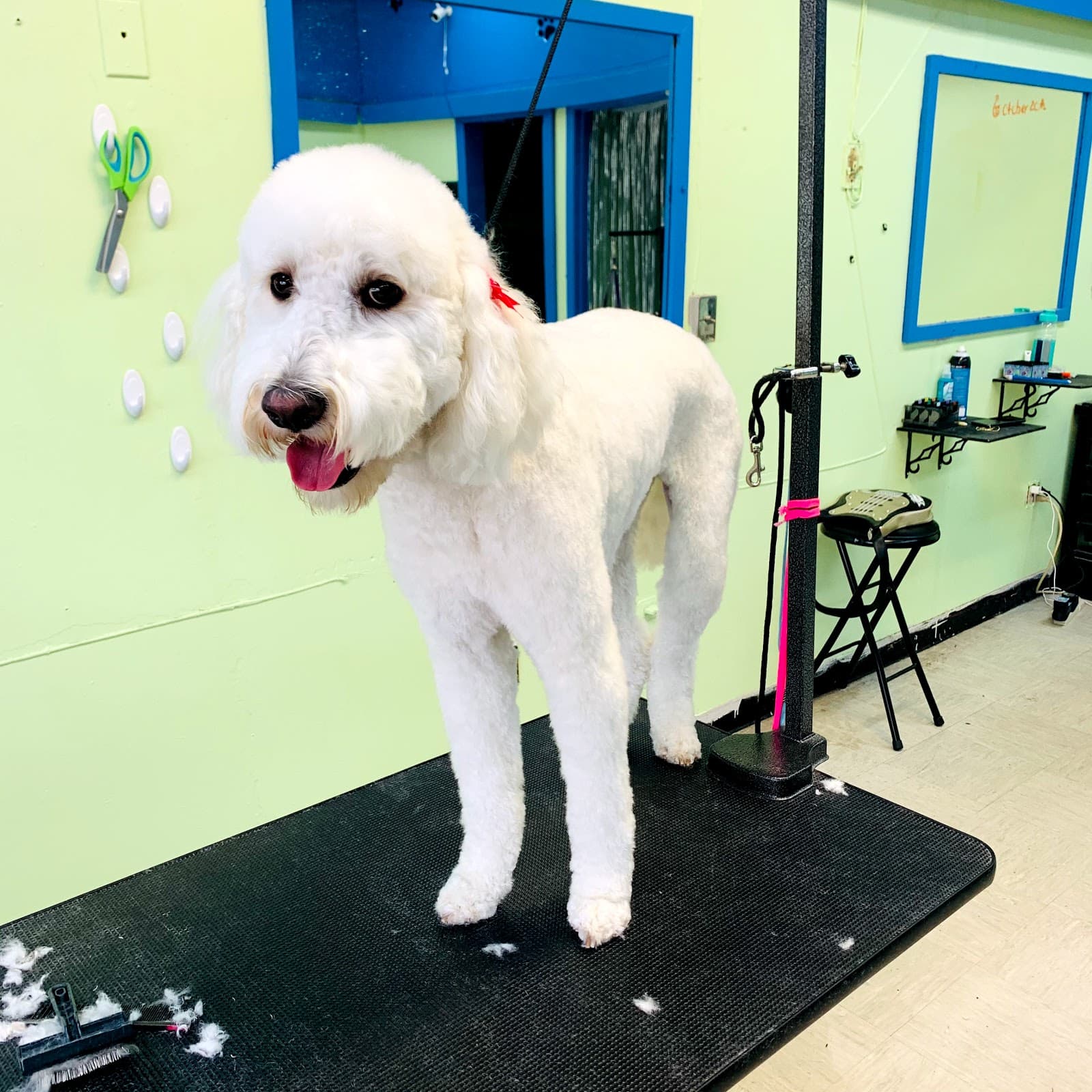 Paws Pet Grooming