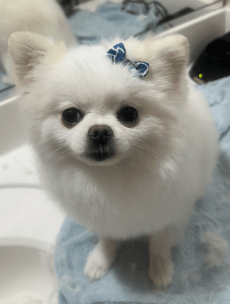 Paws R Us In-Home Mobile Grooming