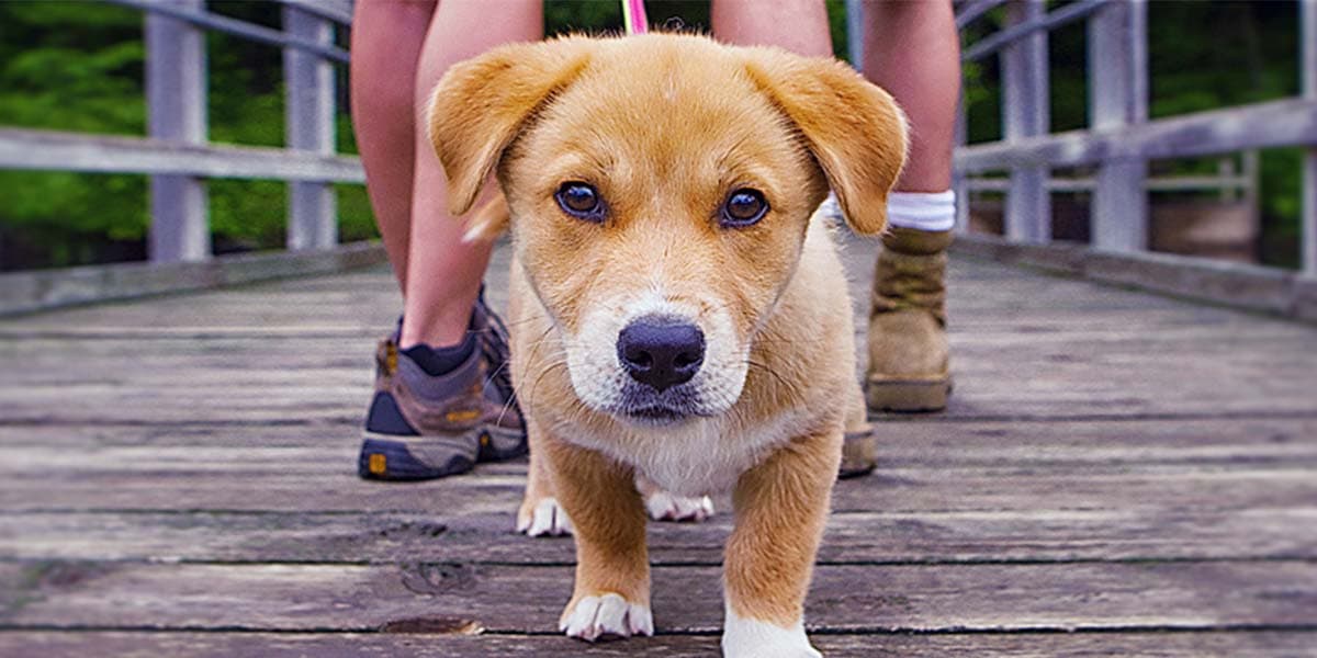 Paws To Consider