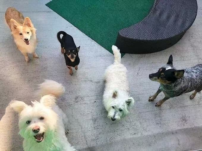 Paws VIP