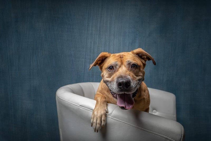 PawsCo Headquarters photo 5
