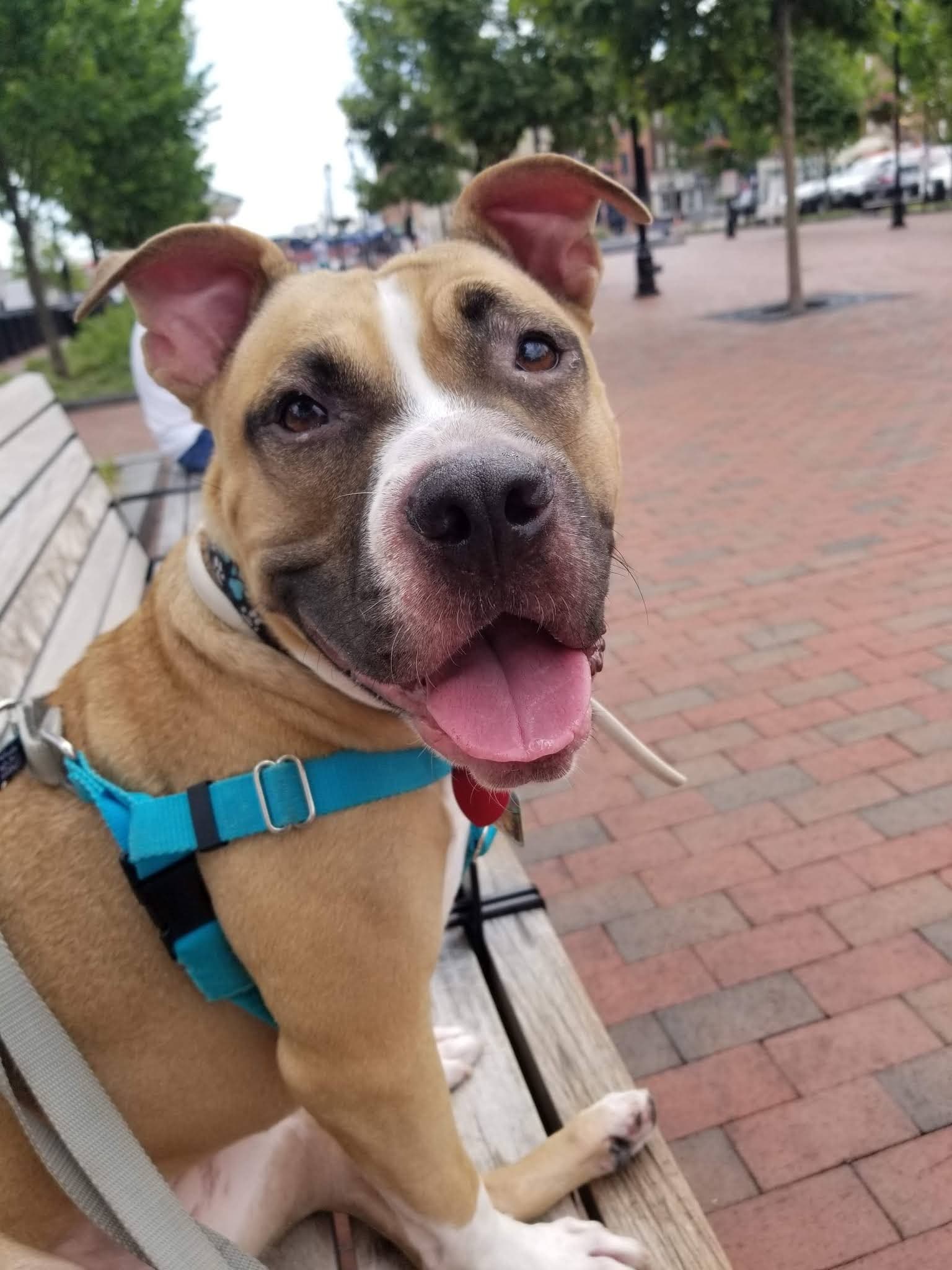 Pawsitive Paul's Dog Training