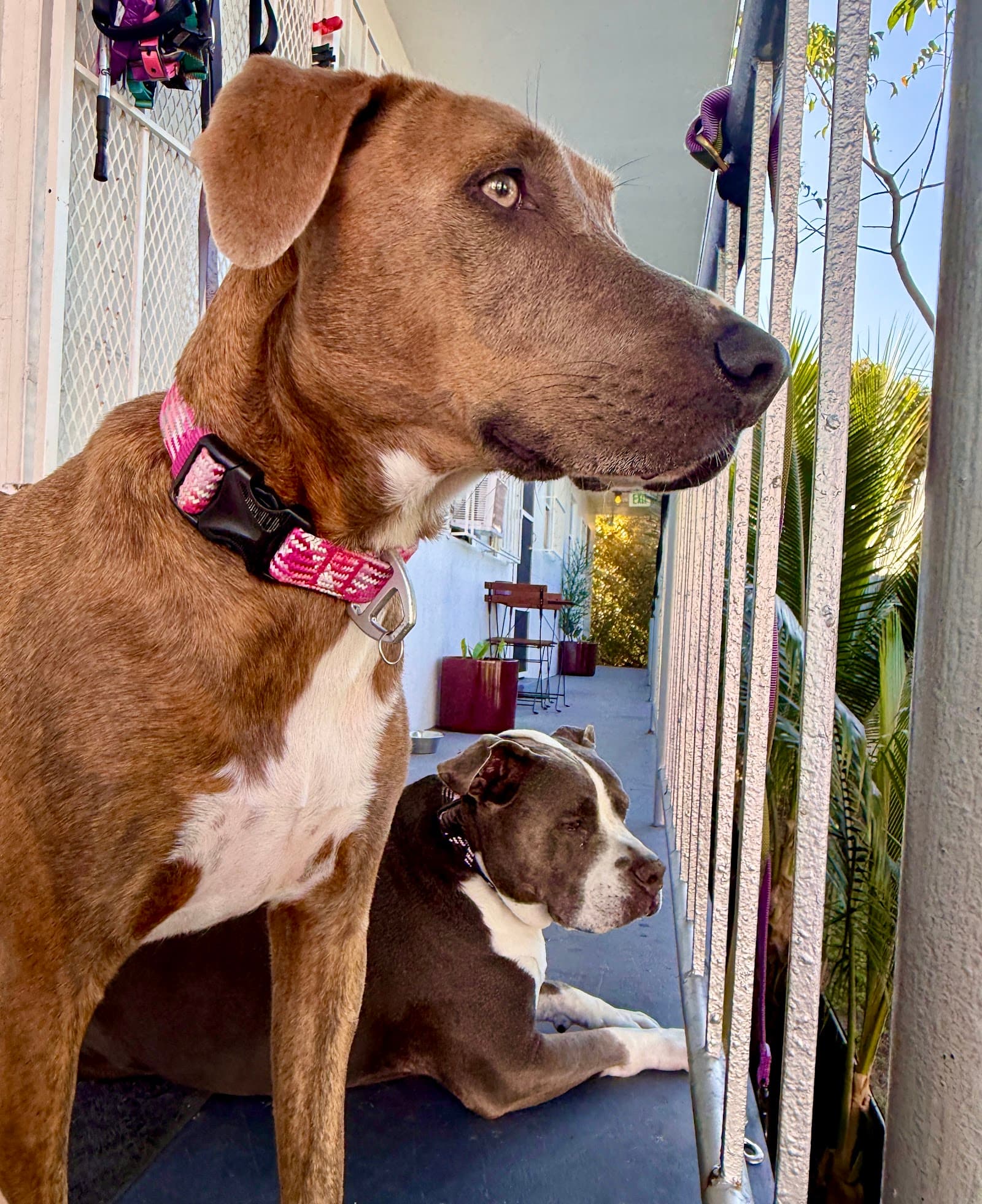 PET Concierges of Miami