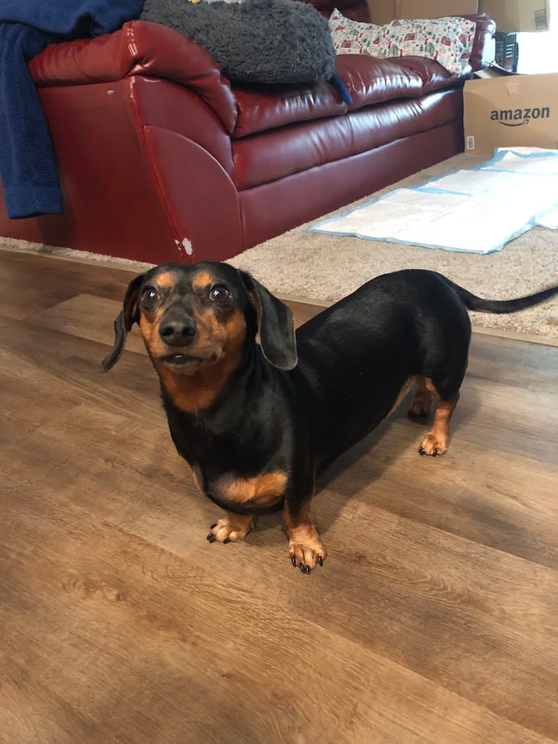 Pet Emergency & Specialty Center-East County photo 3