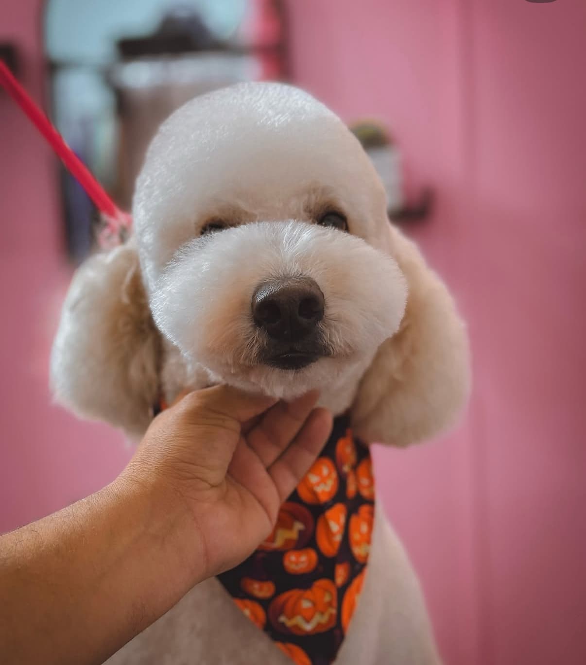 Pet Glam Spa