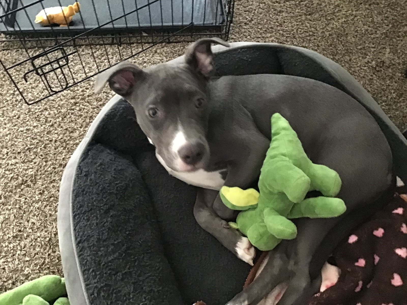 Pet Rehoming Network Philadelphia