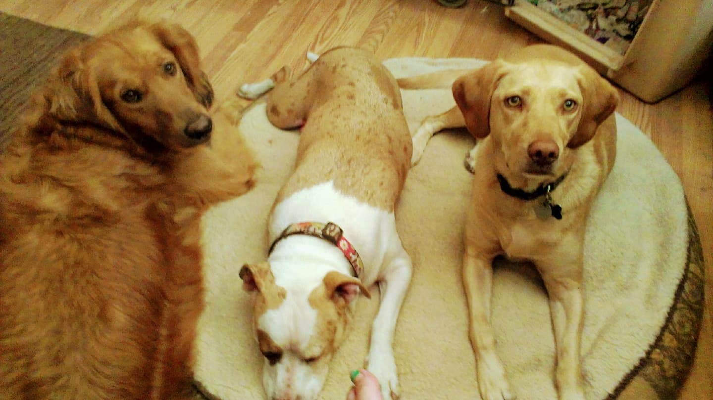PET SITTER PHOENIX LLC (Paw Nanny Tammy)