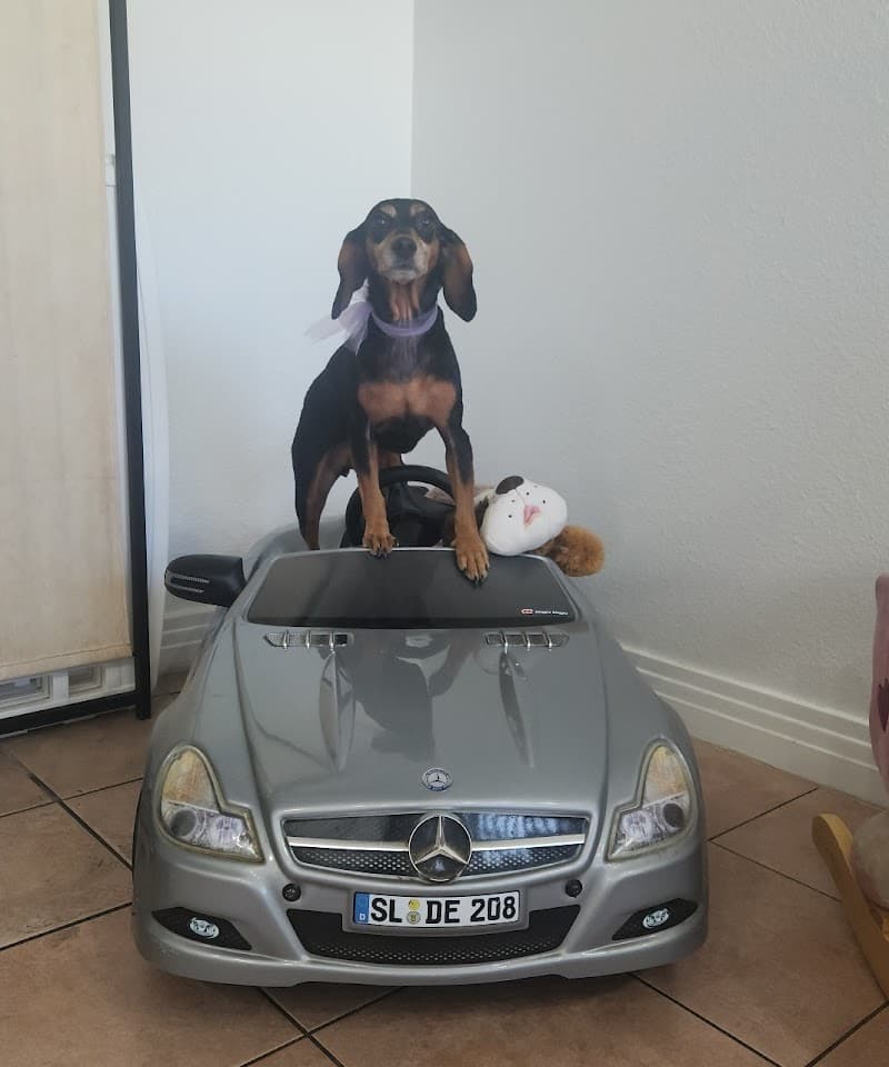 Pet Story photo 3