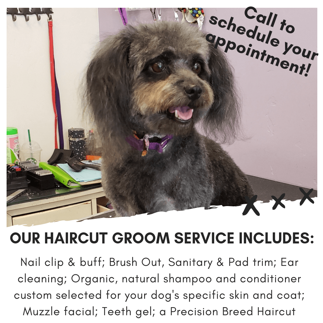 Pet Stylista