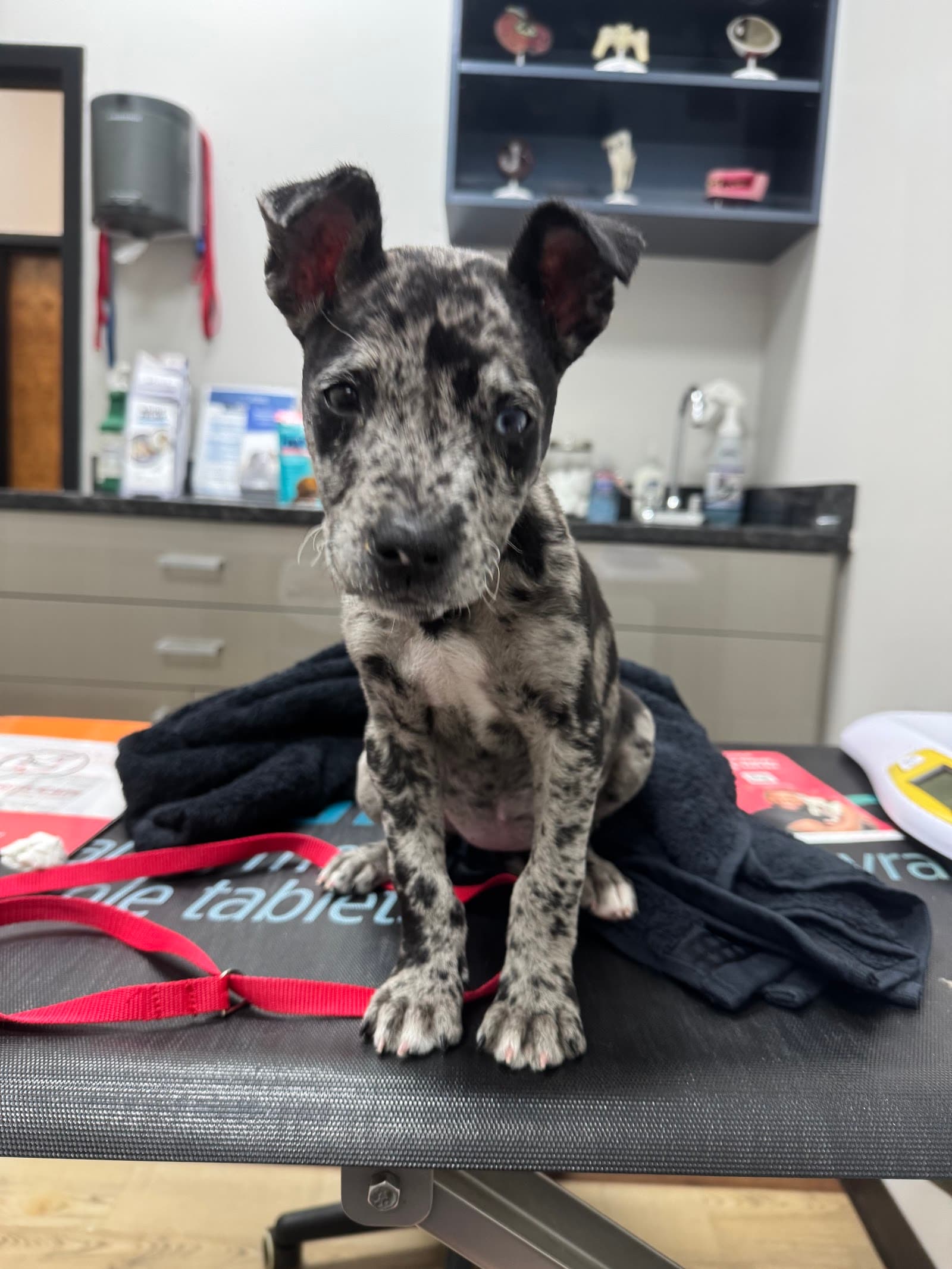Pet Urgent Care of Wesley Chapel