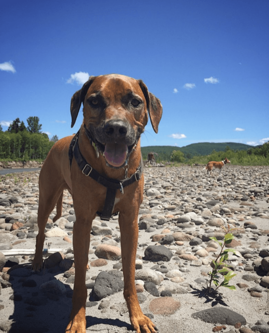 PetFriendly Portland Adventures photo 3