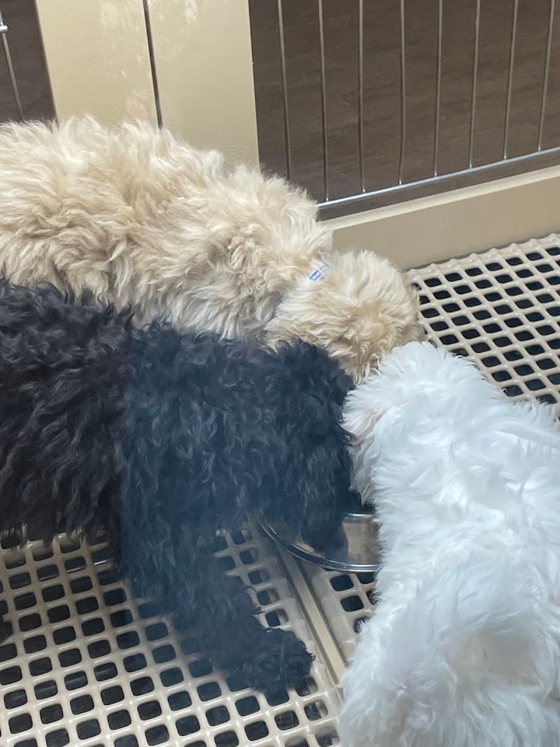 Petland Las Vegas photo 3