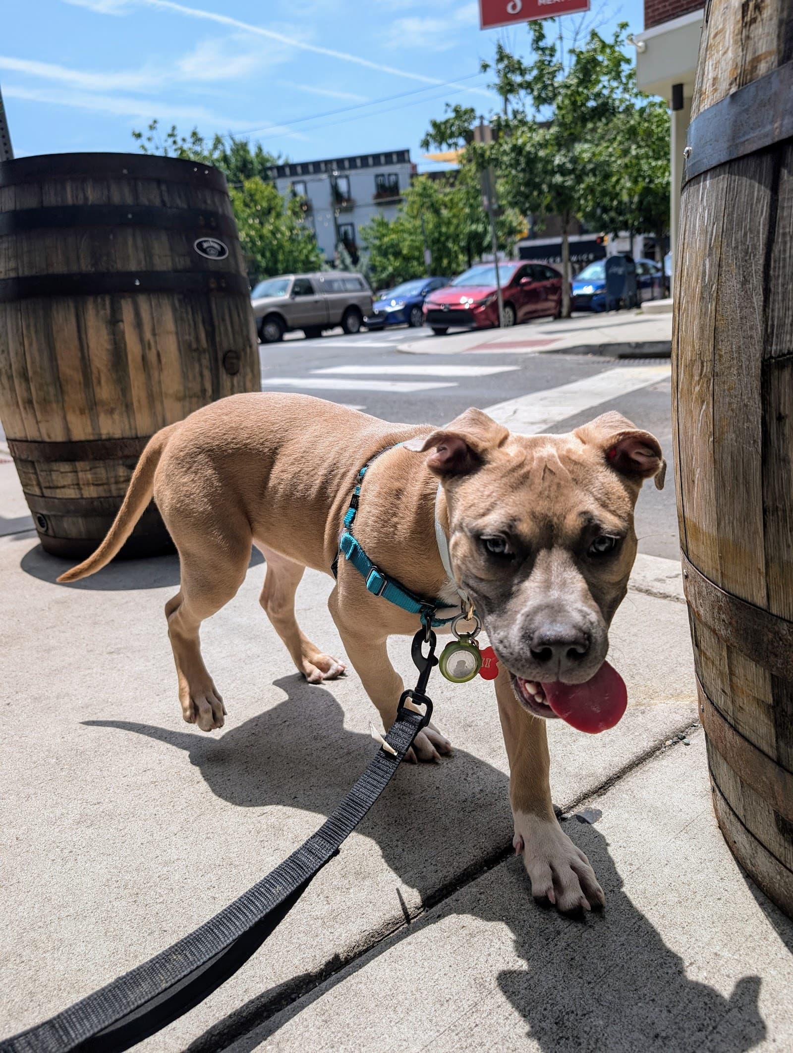 Philly Unleashed - Pant Dog Walker