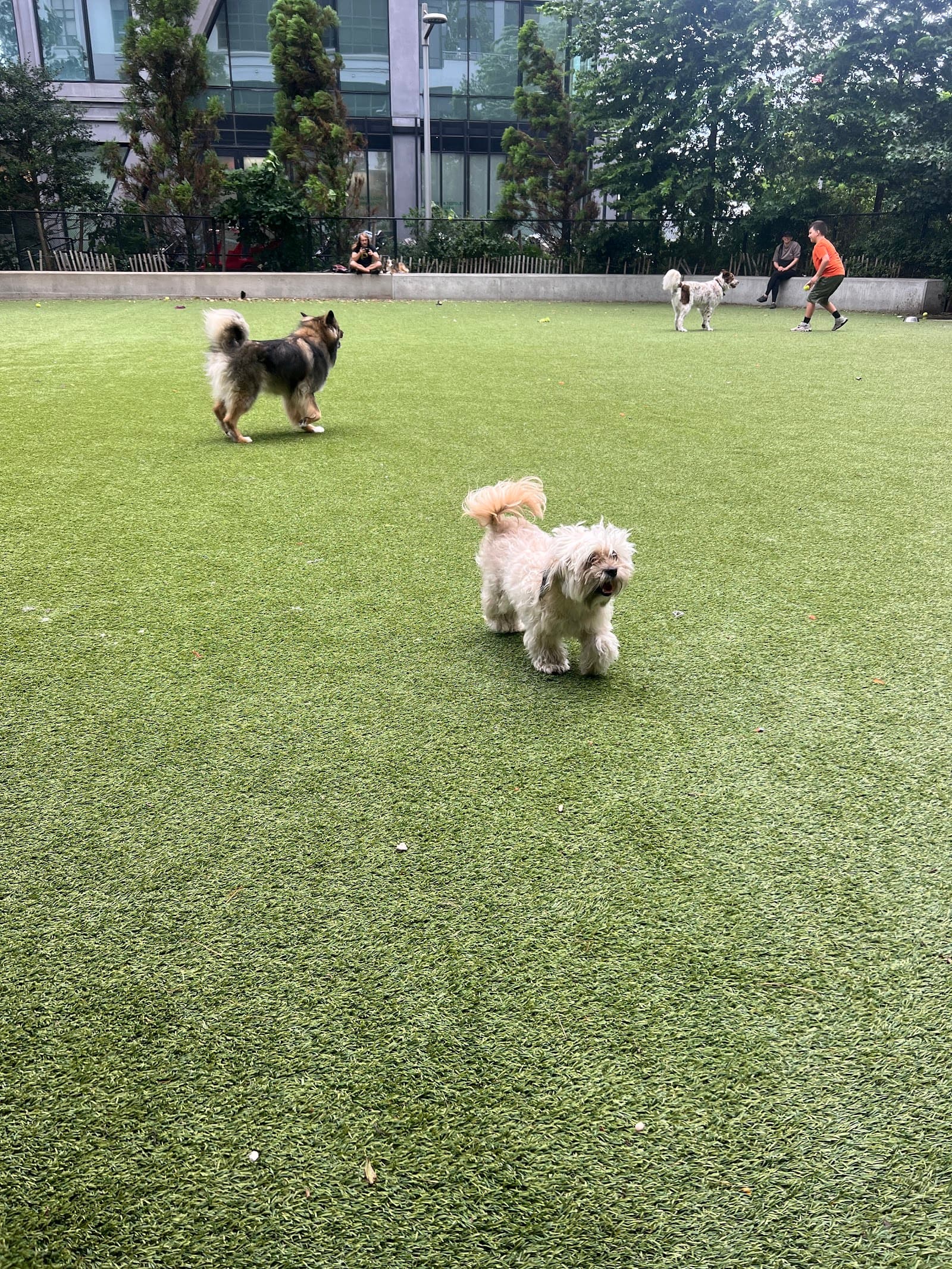 Pier 6 Dog Run