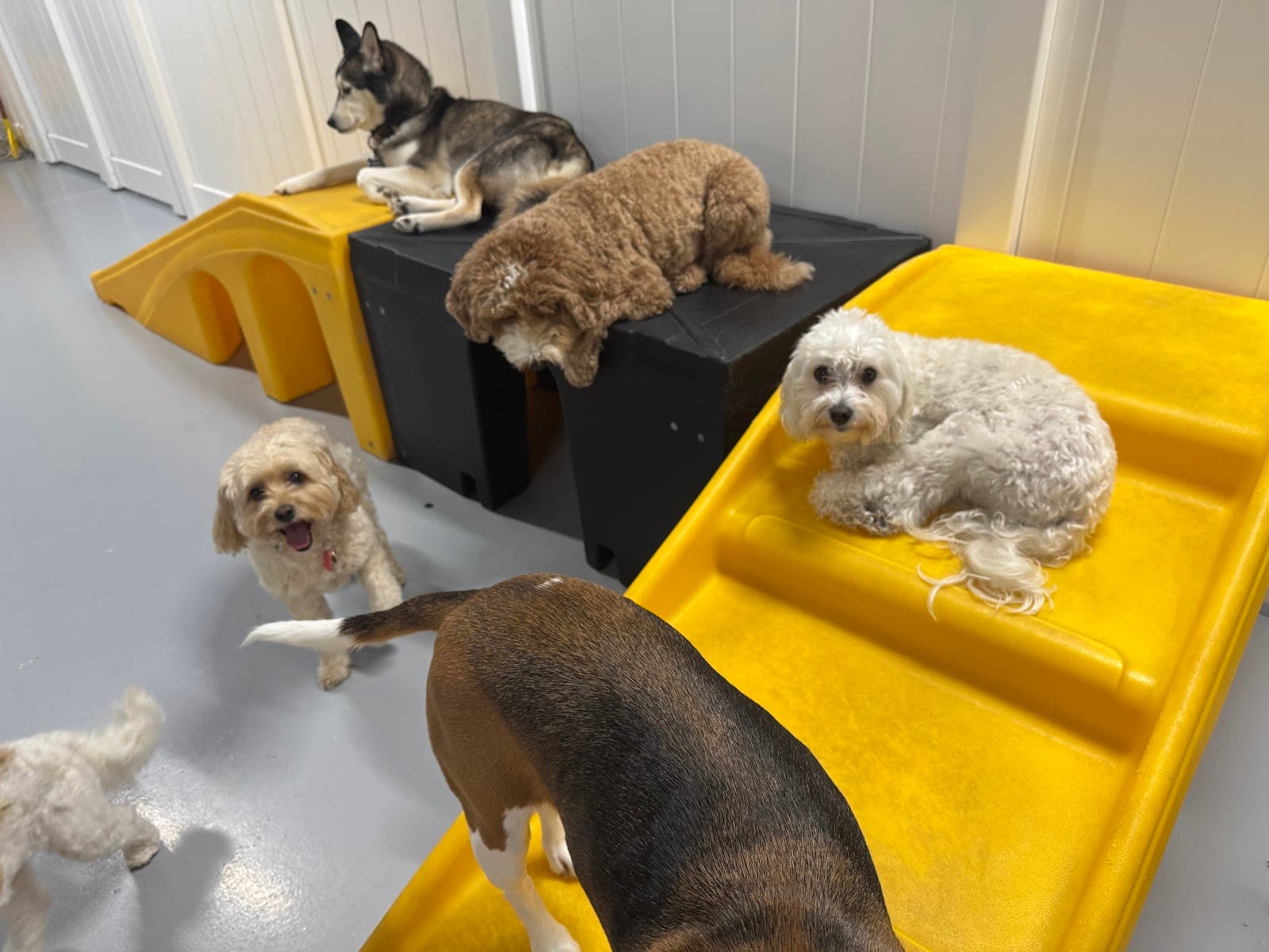 Playful Pack